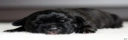 Cane Corso dogs for sale: Black Velvet Abyss Scarlet Shadow - Ad 5