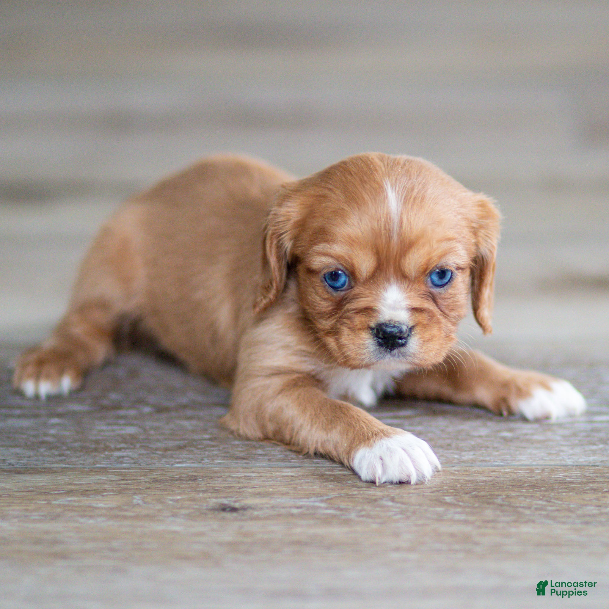 Cavalier King Charles Spaniel dogs Twinkle Cavalier King Charles Spaniel Puppy  - Ad 1