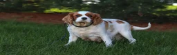 Cavalier King Charles Spaniel dogs for sale: Kobe - Ad 6