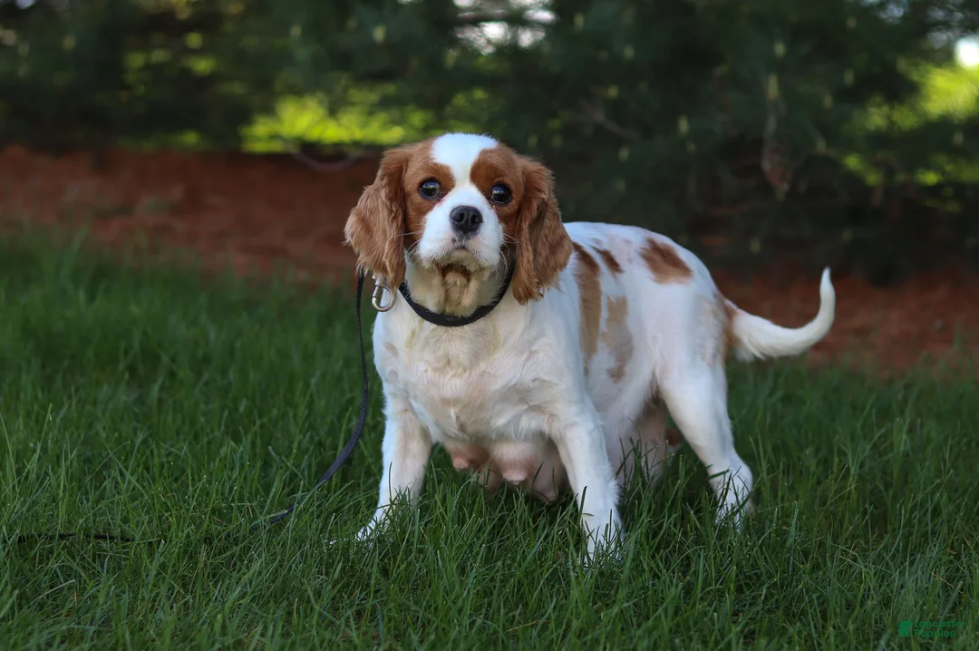Cavalier King Charles Spaniel dogs for sale: Kobe - Ad 6