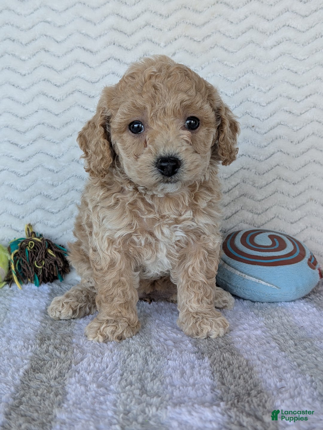 Bichpoo dogs for sale: Dasiy - Ad 15