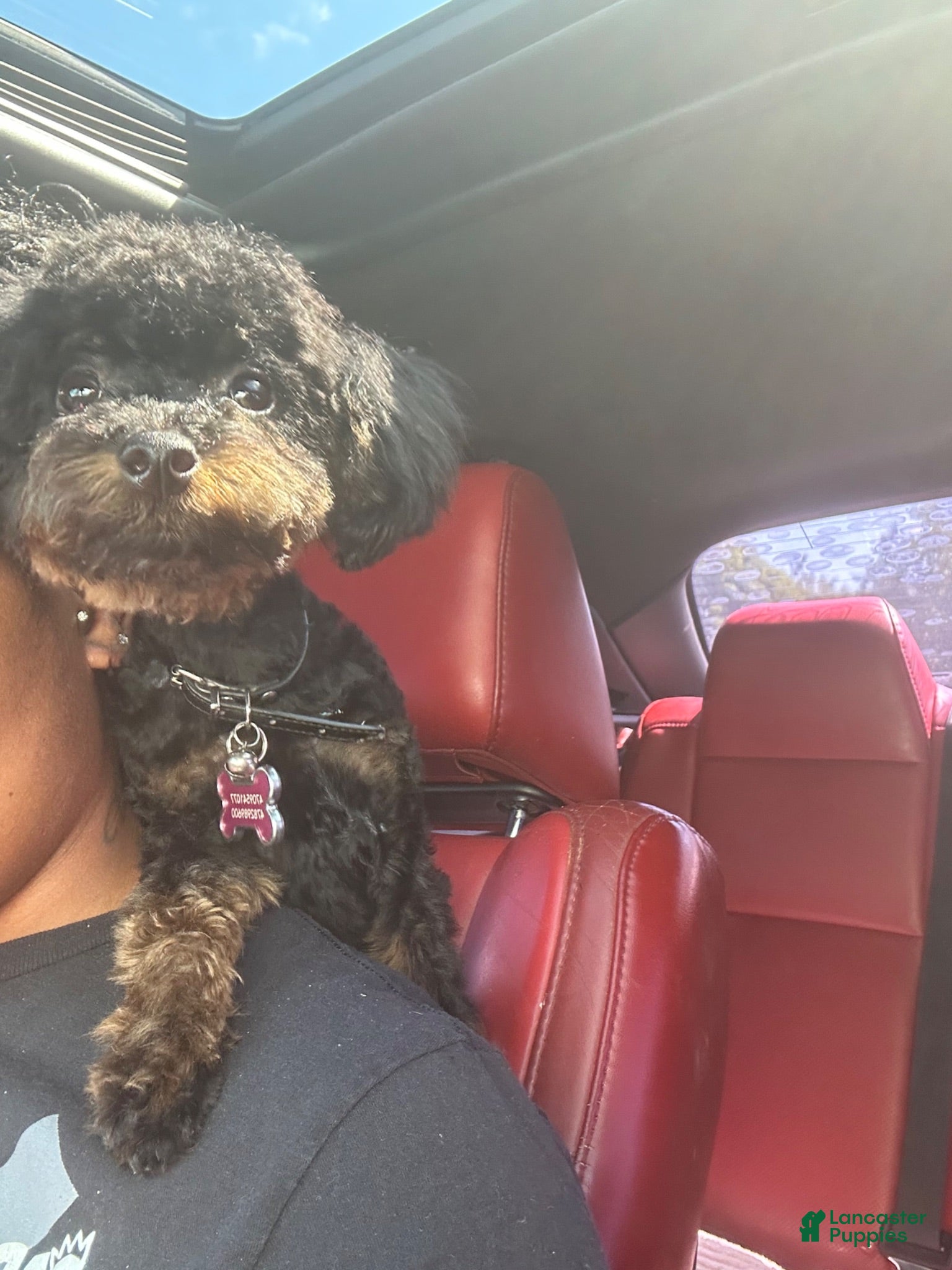 Toy Poodle dogs Toy Poodle 1 - Ad 20