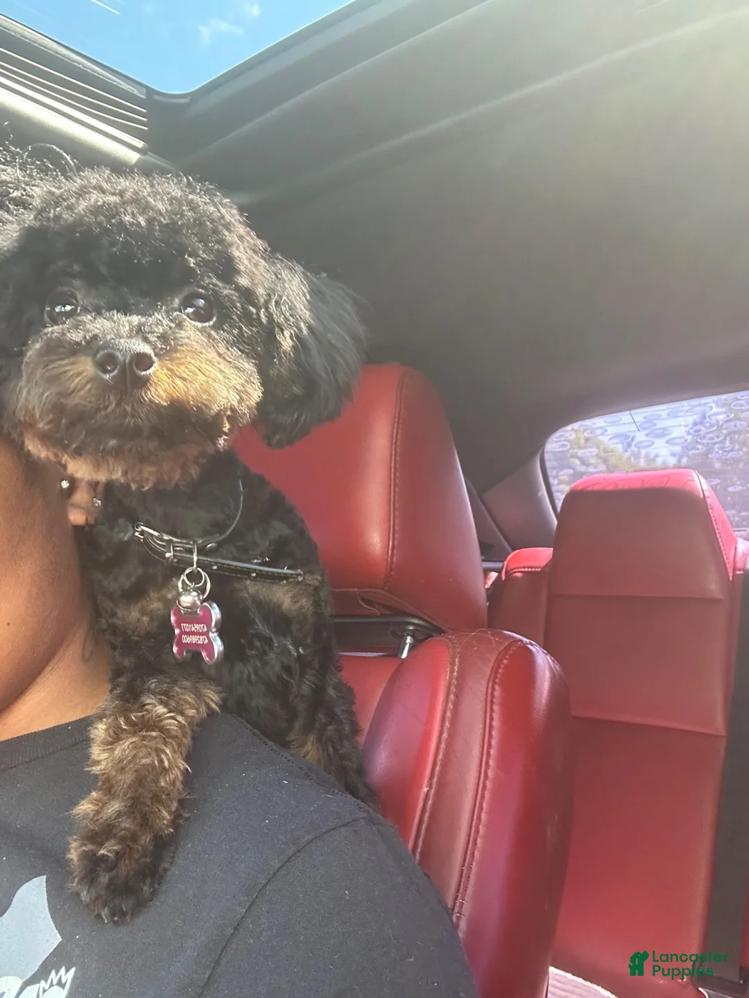 Toy Poodle dogs for sale: Toy Poodle 1 - Ad 1