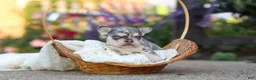 French Bulldog dogs for sale: Sienna - Ad 16
