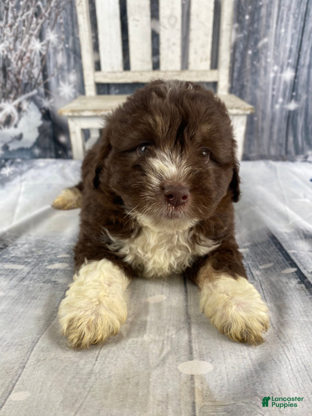 Mini Aussiedoodle dogs for sale: Ike - Ad 7