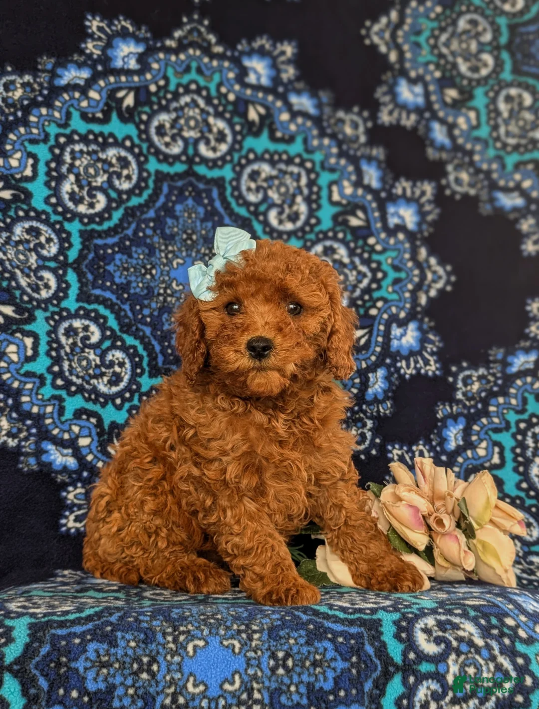 Cavapoo dogs for sale: Kelley Hypoallergenic - Ad 1