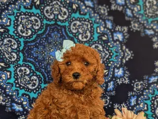 Cavapoo dogs for sale: Kelley Hypoallergenic - Ad 2