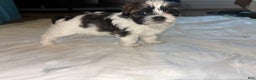 Shihpoo dogs for sale: Shihpoo Puppy 1 - Ad 2