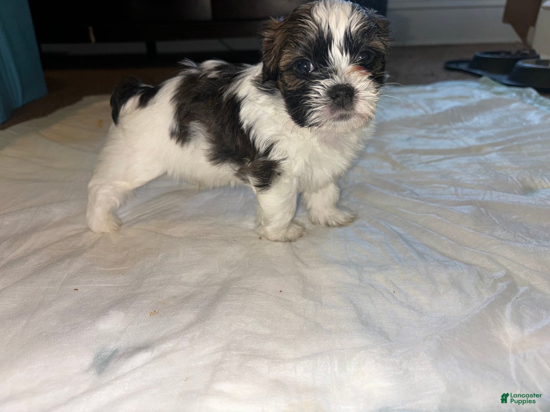 Shihpoo dogs for sale: Shihpoo Puppy 1 - Ad 2