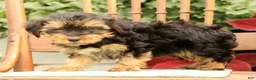 Morkie dogs for sale: DJ - Ad 3