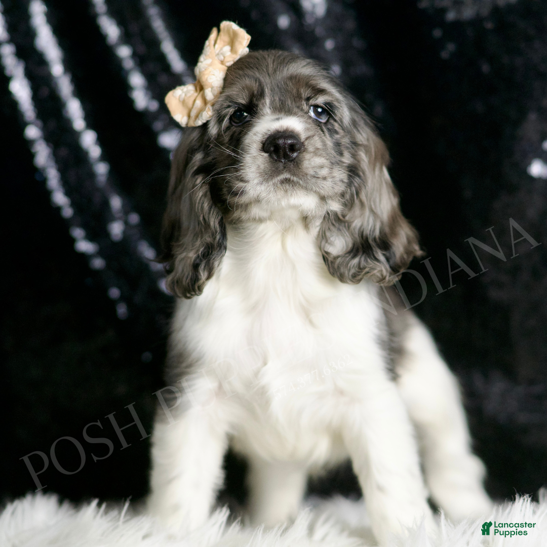 Cocker Spaniel dogs for sale: Faye - Ad 2