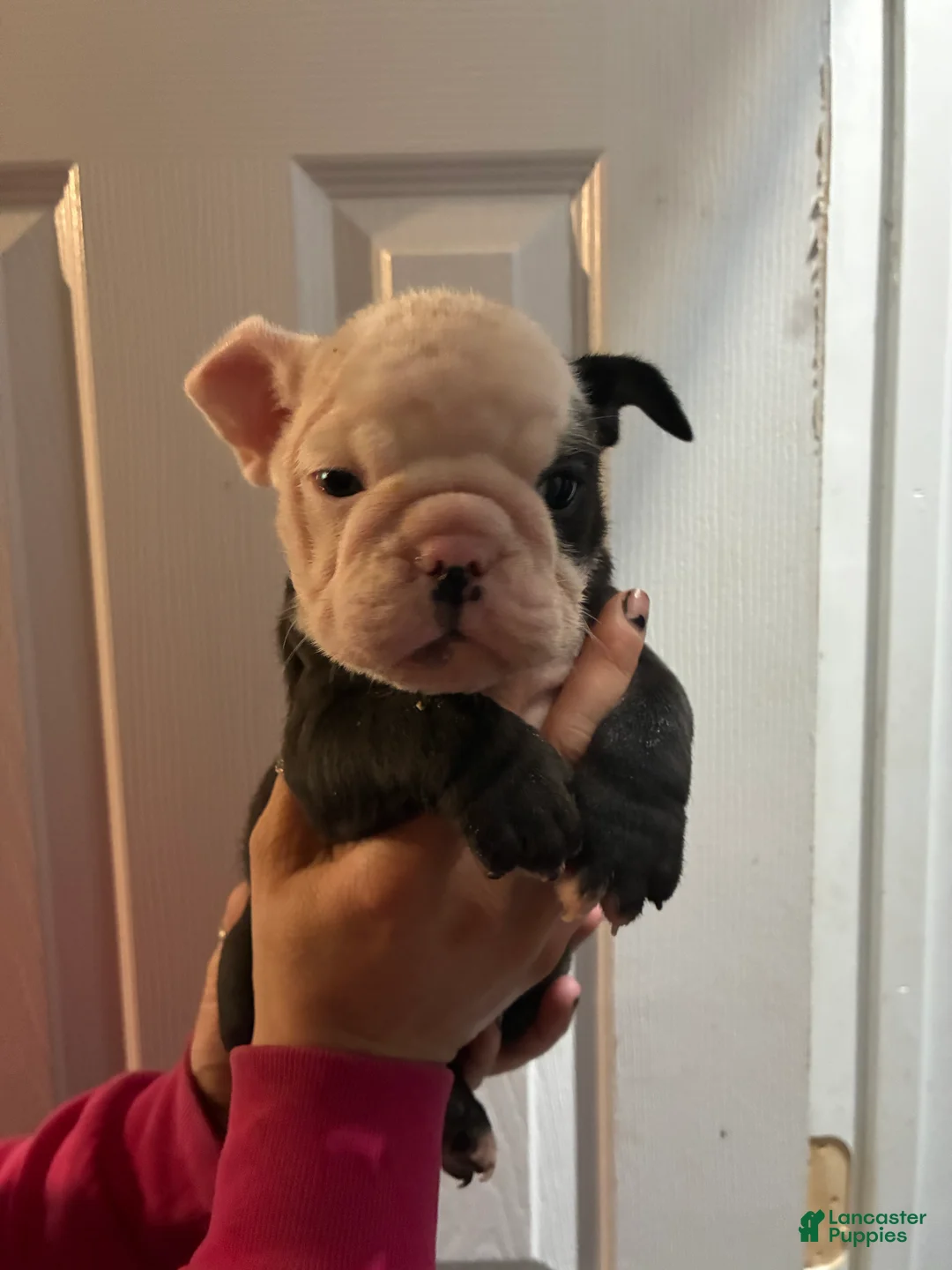 Mixed Breed dogs for sale: Bulldog Breed Puppy 5 - Ad 1