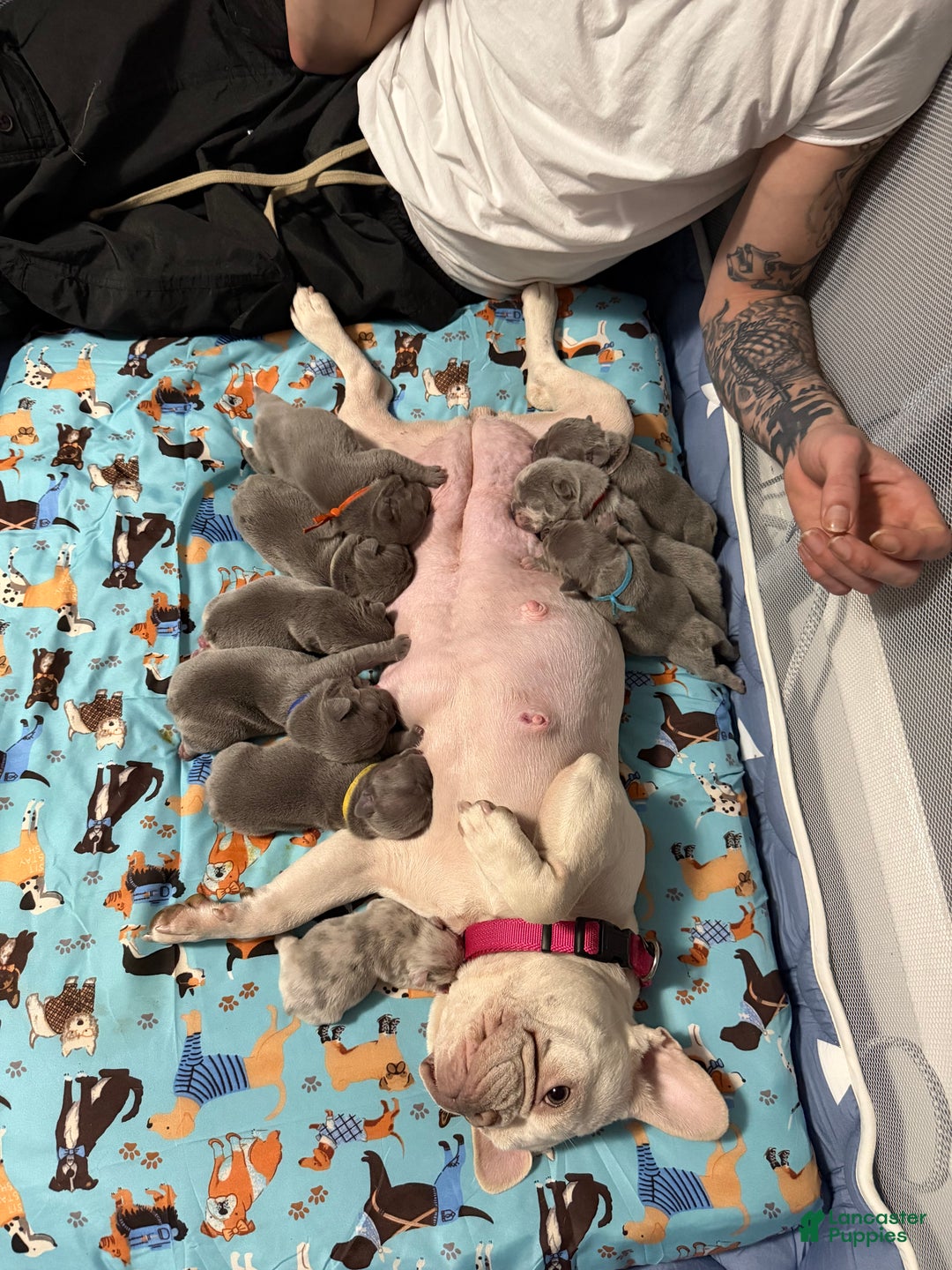 French Bulldog dogs for sale: TILLY - Ad 7