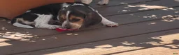 Beagle dogs for sale: Beagle 2 - Ad 3