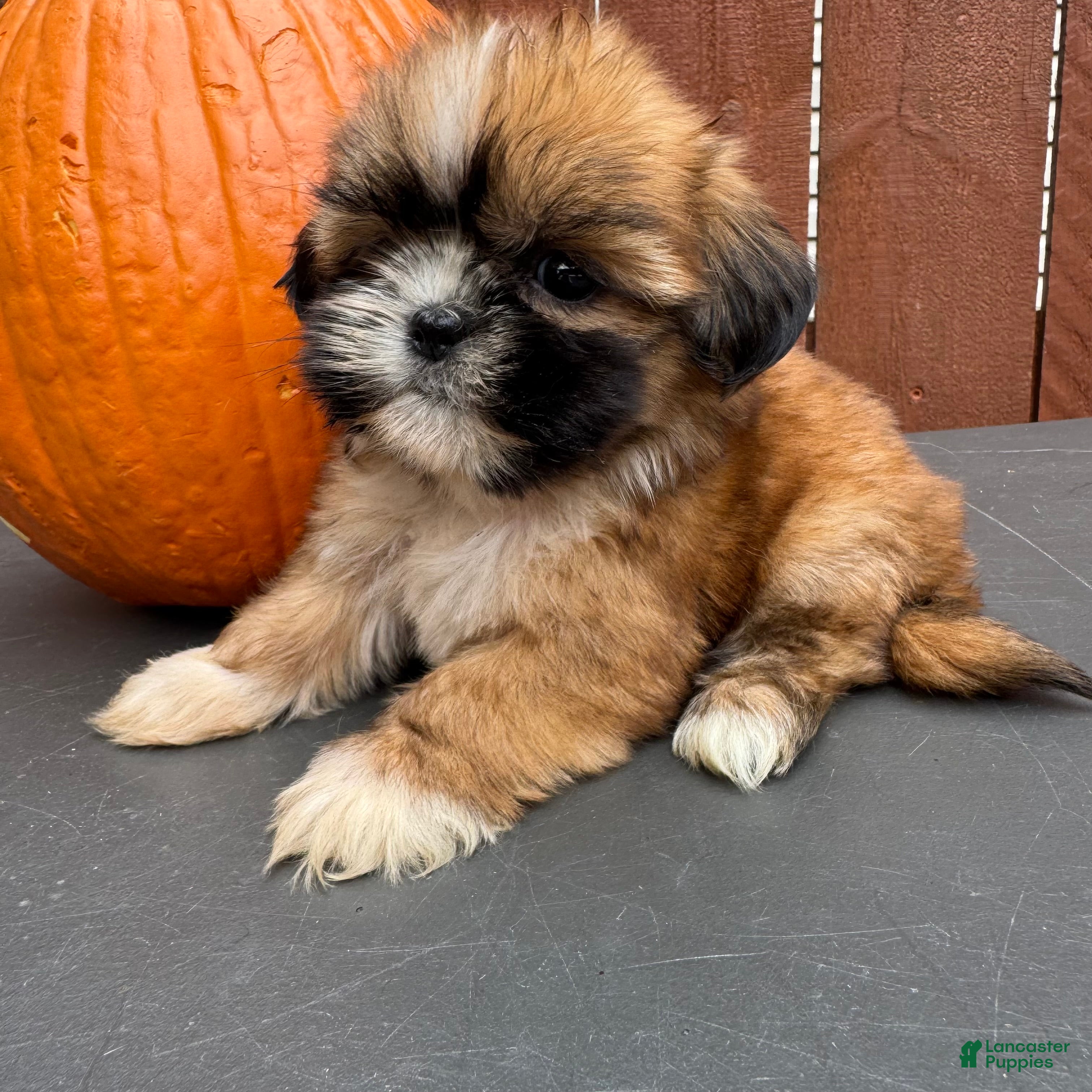 Shih Tzu dogs Candy - Ad 2