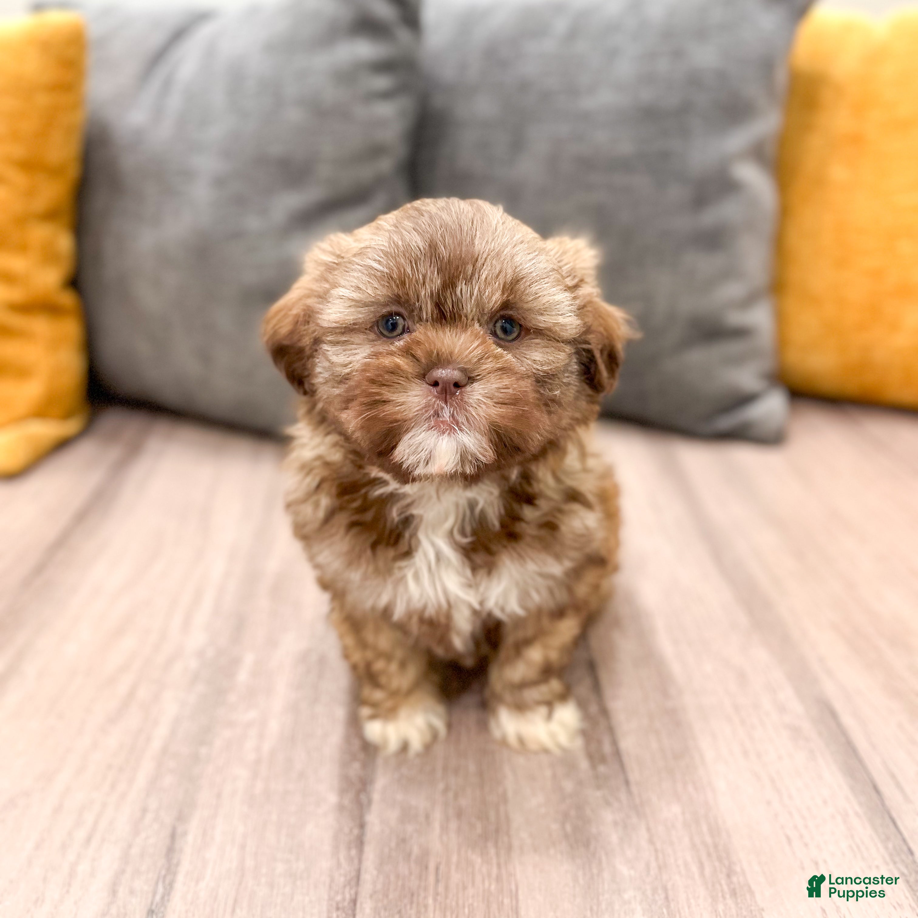 Shih Tzu dogs Heidi - Ad 2