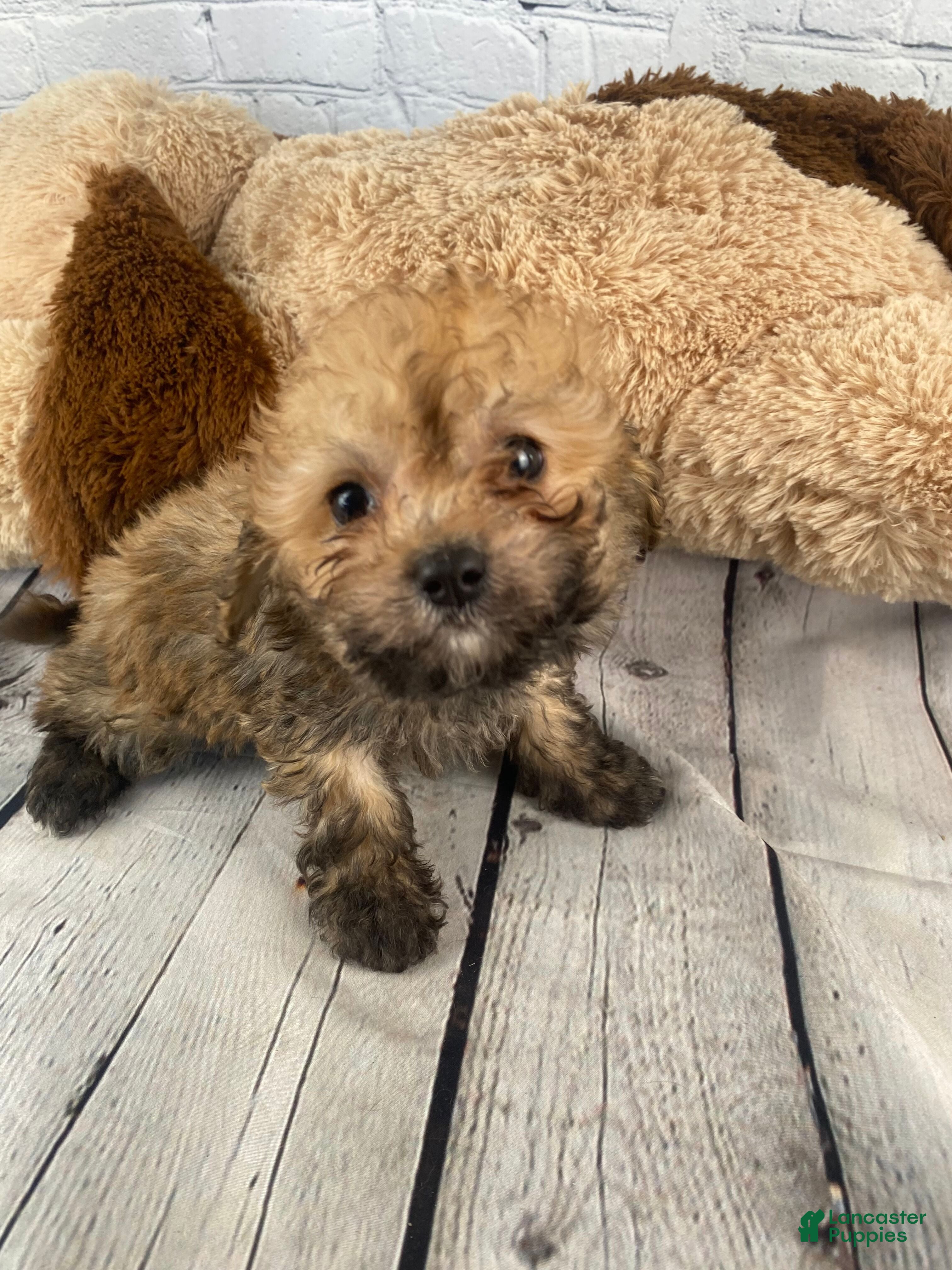 Cavapoo dogs Frank - Ad 1