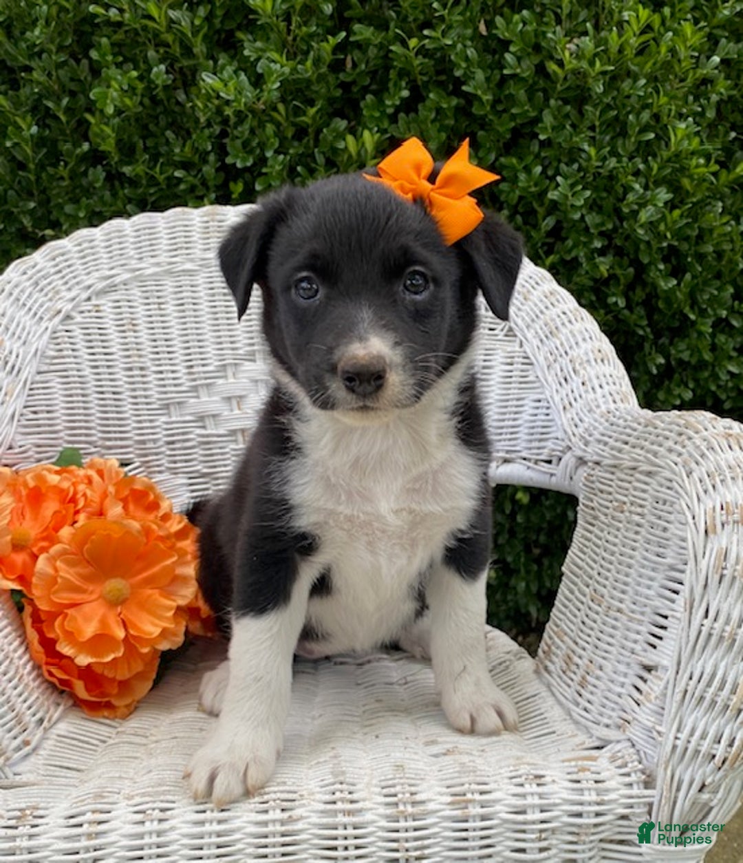 Border Collie Puppies for sale Lancaster Puppies