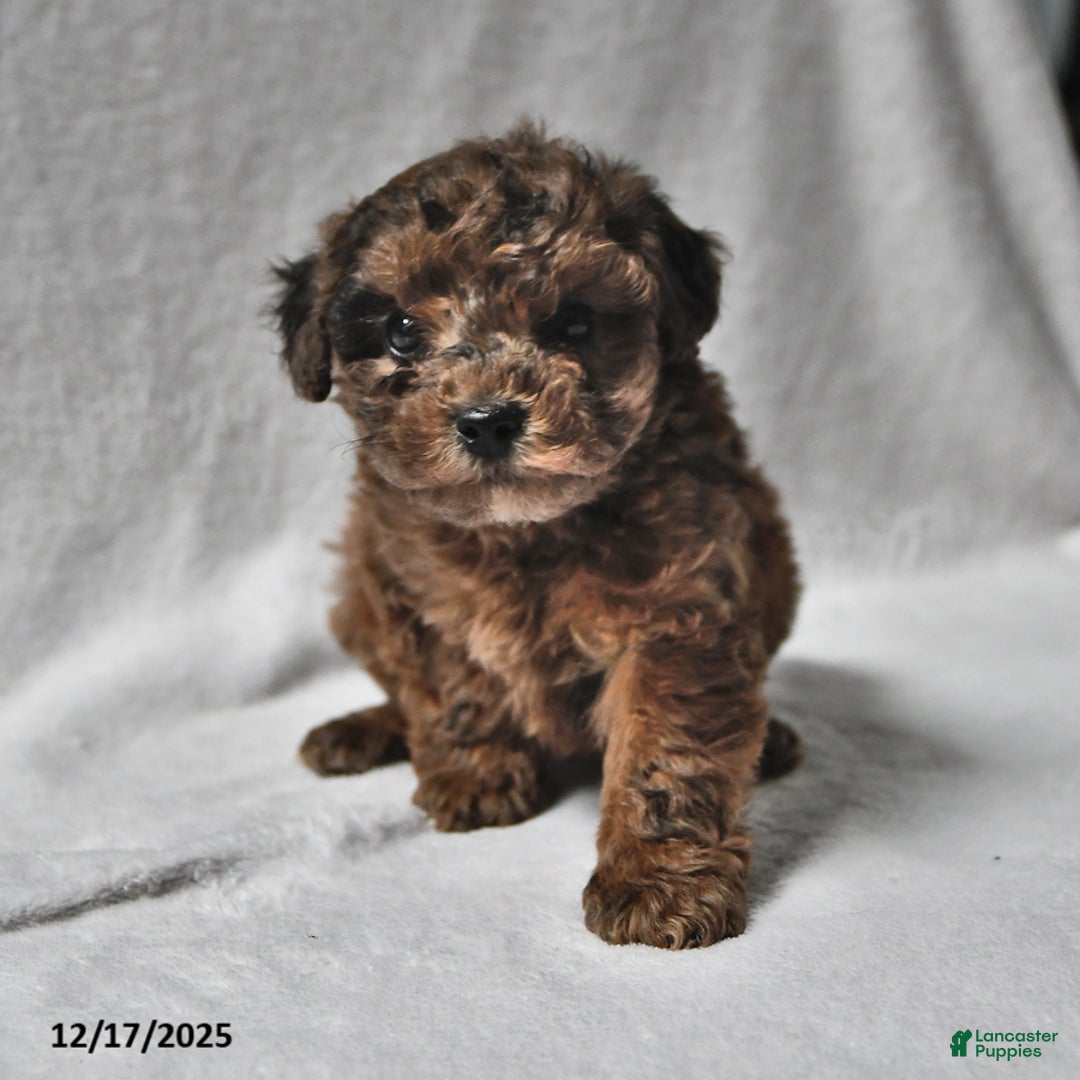 Toy Poodle dogs for sale: Kyle John - Ad 3