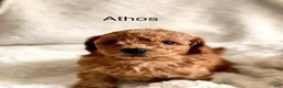 Toy Poodle dogs for sale: Athos - Ad 4