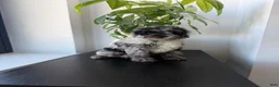Mini Bernedoodle dogs for sale: Polo - Ad 2