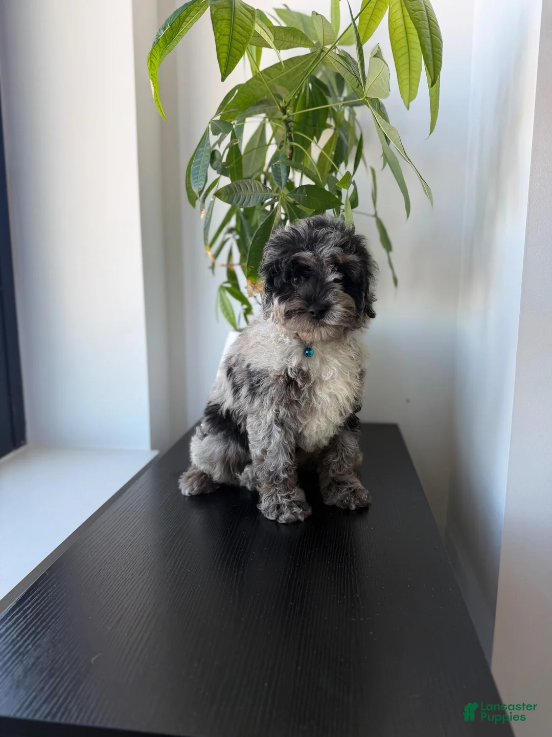 Mini Bernedoodle dogs for sale: Polo - Ad 2