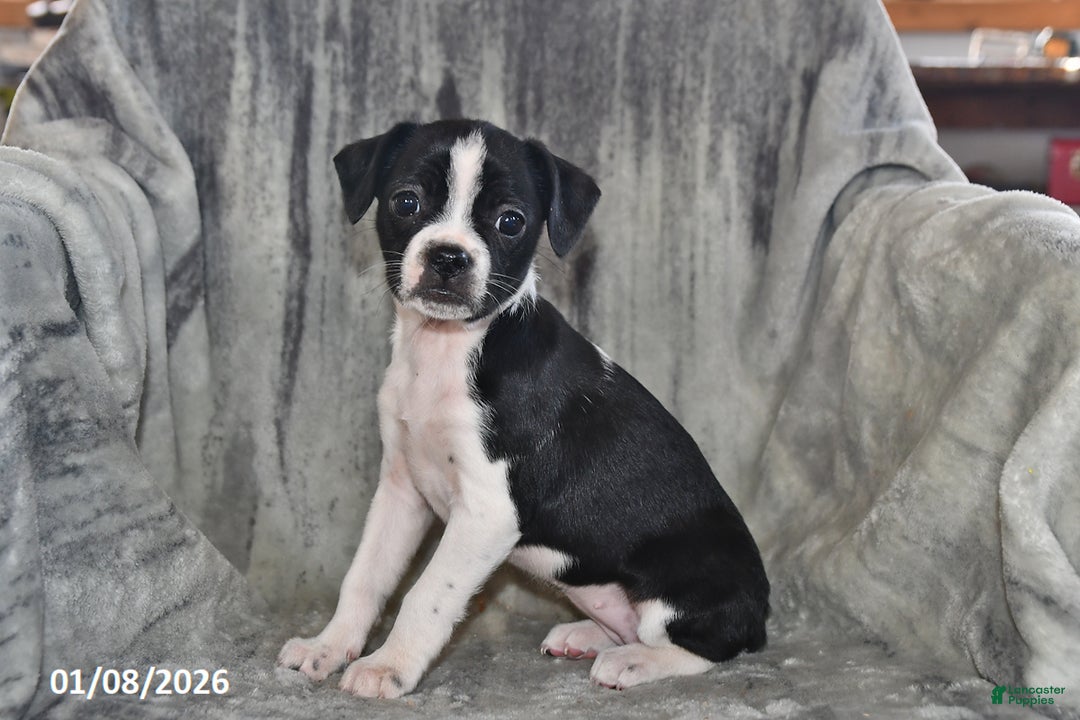 Mixed Breed dogs for sale: Skye - Ad 3