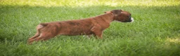 Boxer dogs for sale: Frank - Ad 6