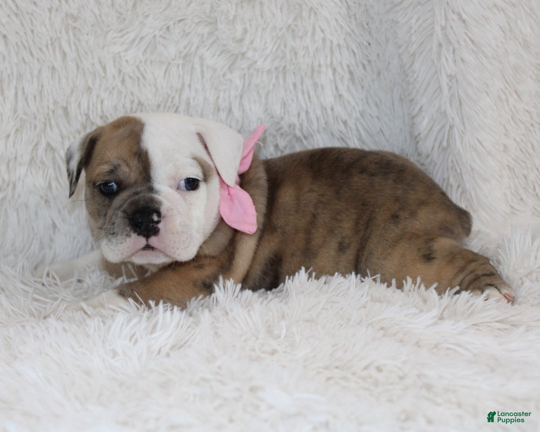 English Bulldog dogs for sale: Raine - Ad 3