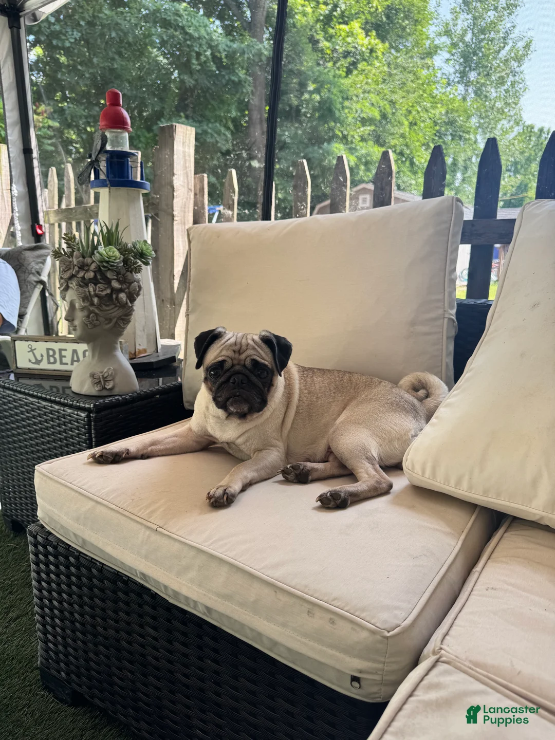 Pug dogs for sale:  2 - Ad 2