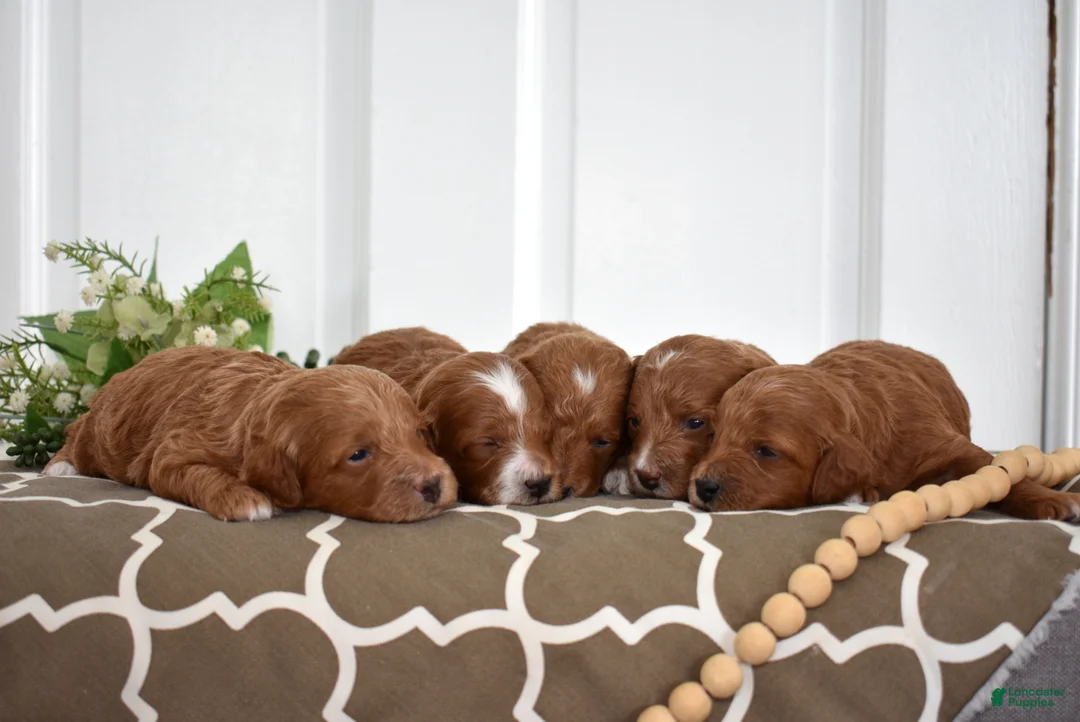 Toy Poodle dogs for sale: Patrick  - Ad 8