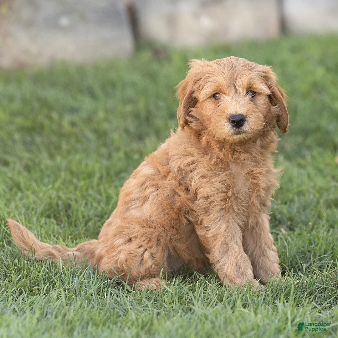 Mini Goldendoodle dogs for sale: Luke Miniature Goldendoodle  - Ad 4
