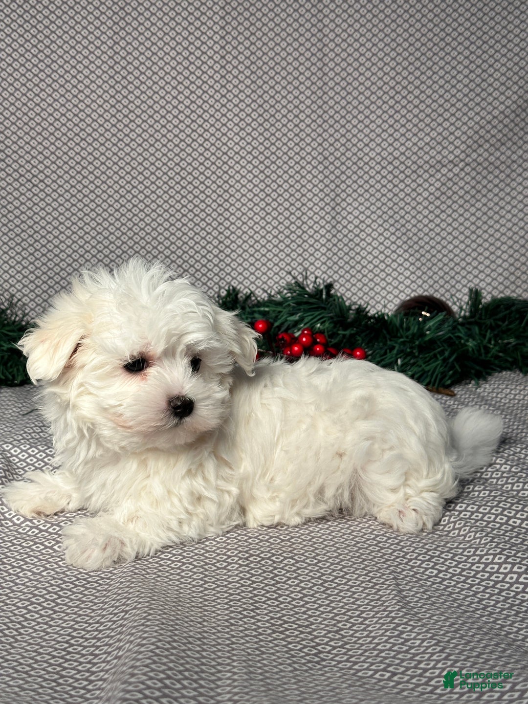 Maltese dogs for sale: James - Ad 3