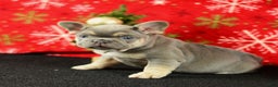 French Bulldog dogs for sale: Willie - Ad 4