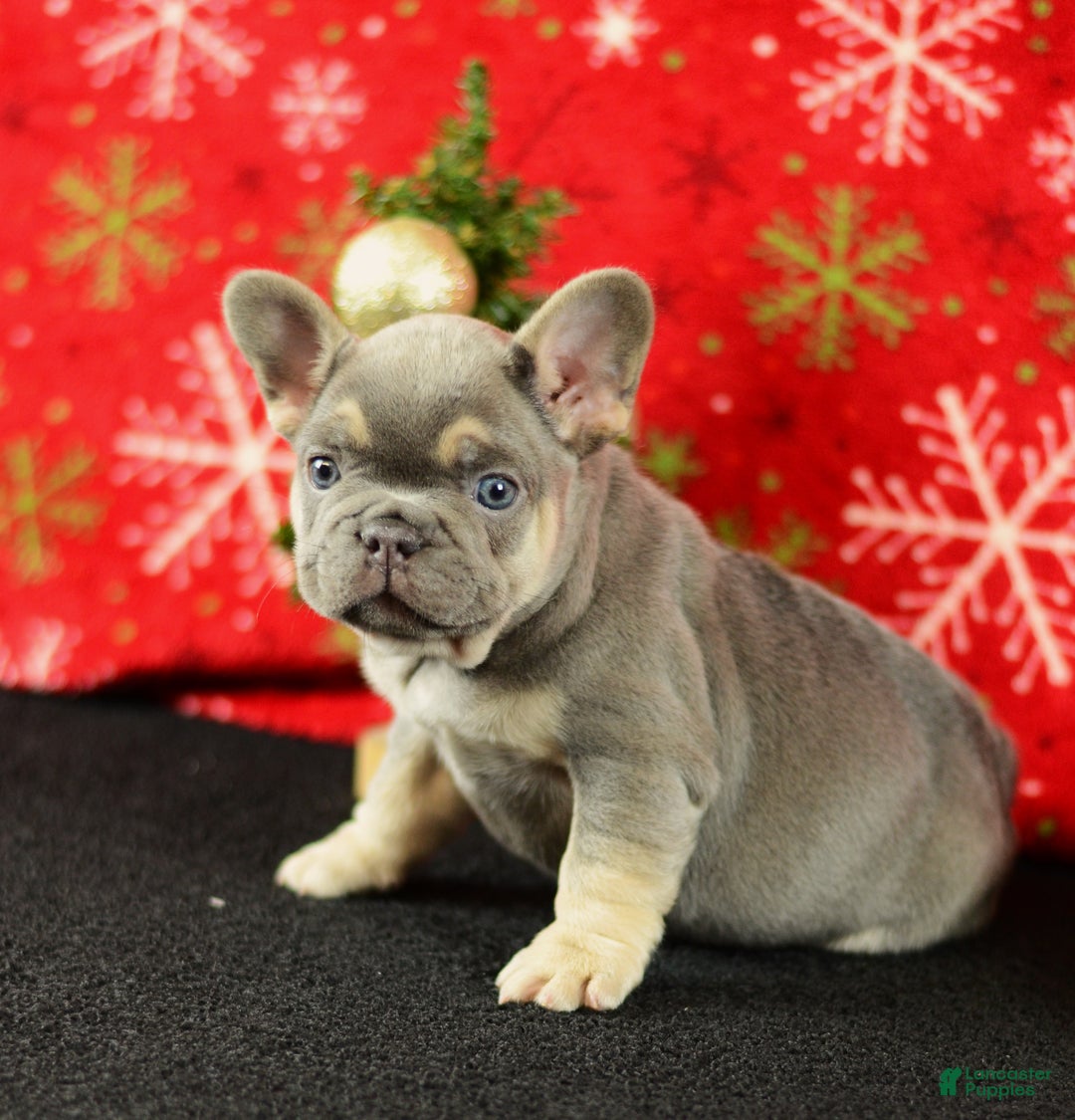 French Bulldog dogs for sale: Willie - Ad 4