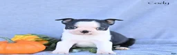 Boston Terrier dogs for sale: Cody - Ad 3