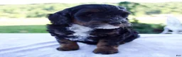 Mini Bernedoodle dogs for sale: Flora - Ad 3