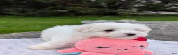 Maltese dogs for sale: Nick - Ad 16