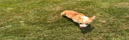Welsh Corgi Pembroke dogs for sale: SKYLER - Ad 14