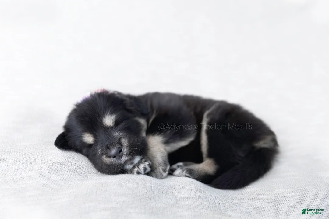 Tibetan Mastiff dogs for sale: Tibetan Mastiff Puppy | Yellow Girl - Ad 9