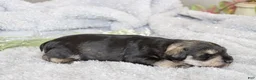 Miniature Schnauzer dogs for sale: Tonya - Ad 3