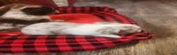 Chihuahua dogs for sale: Cookie Dough - Ad 2