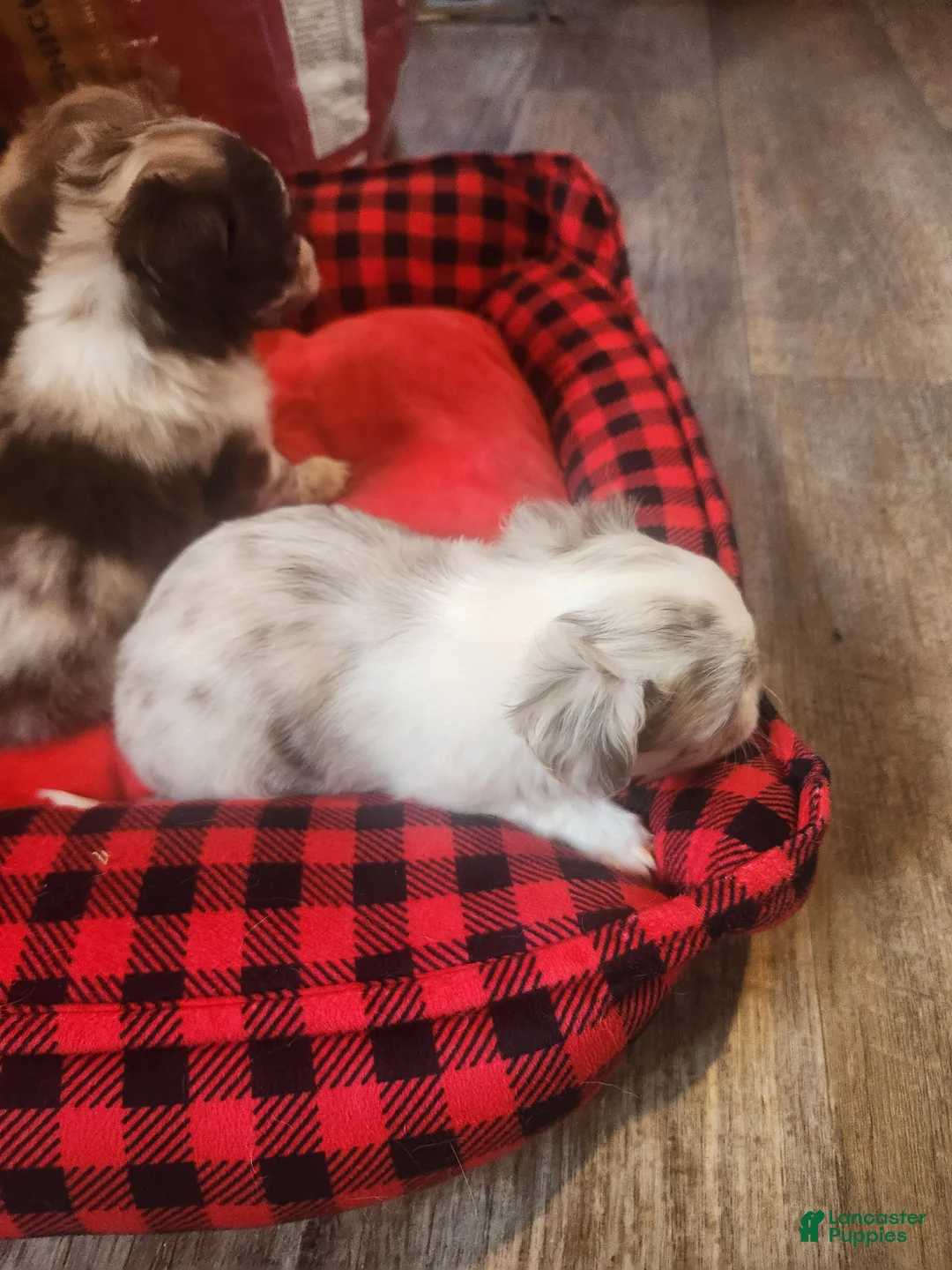 Chihuahua dogs for sale: Cookie Dough - Ad 2