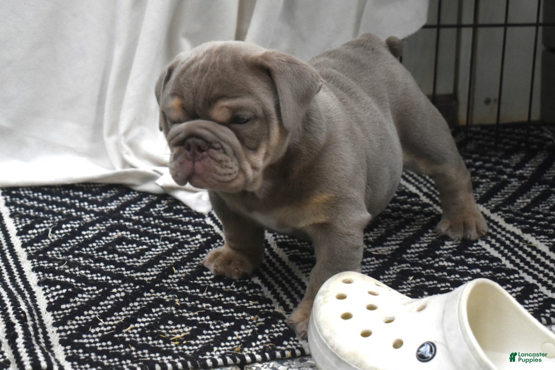 English Bulldog dogs for sale: August - Ad 4