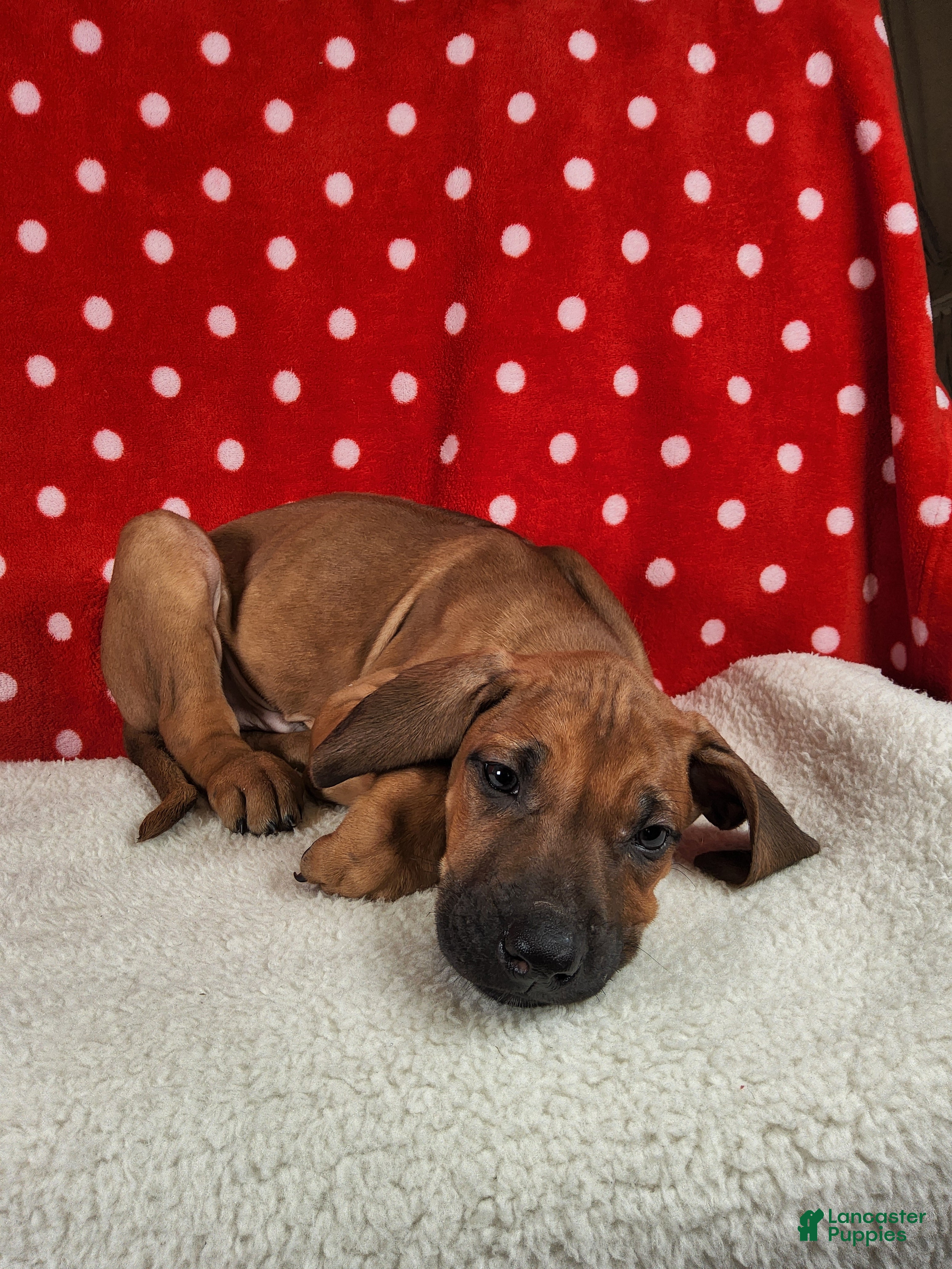 Rhodesian Ridgeback dogs Harley - Ad 2