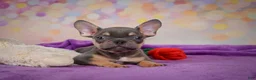 French Bulldog dogs for sale: Bobby - Ad 12