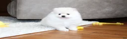 Pomeranian dogs for sale: Emerson - Ad 11