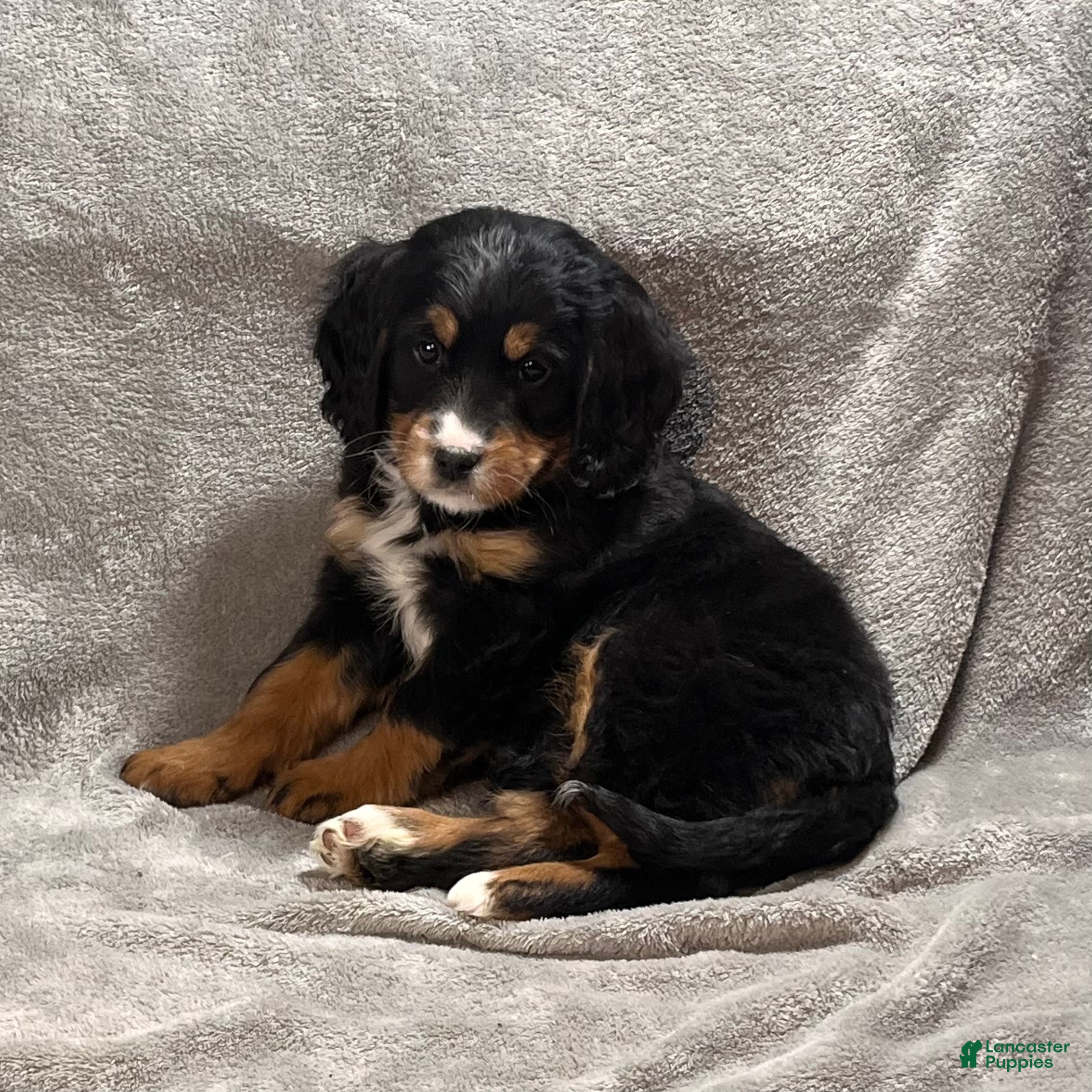 Mixed Breed dogs Glory - Ad 7