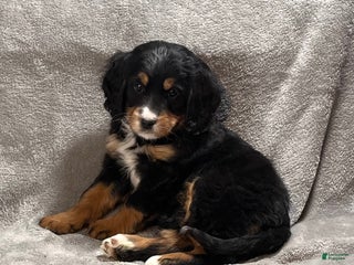 Mixed Breed dogs Glory - Ad 3