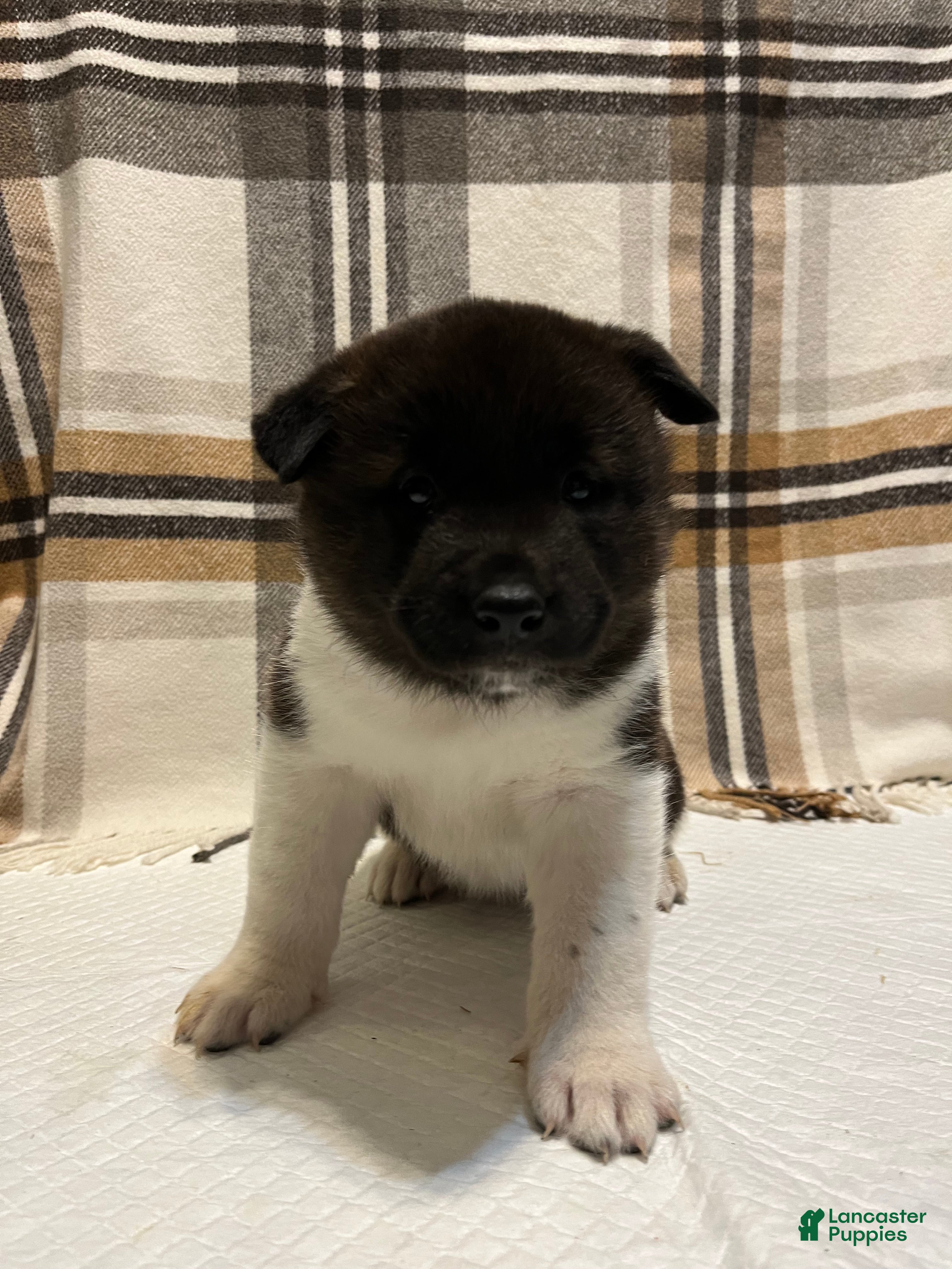 Akita dogs for sale: Sofie - Ad 4